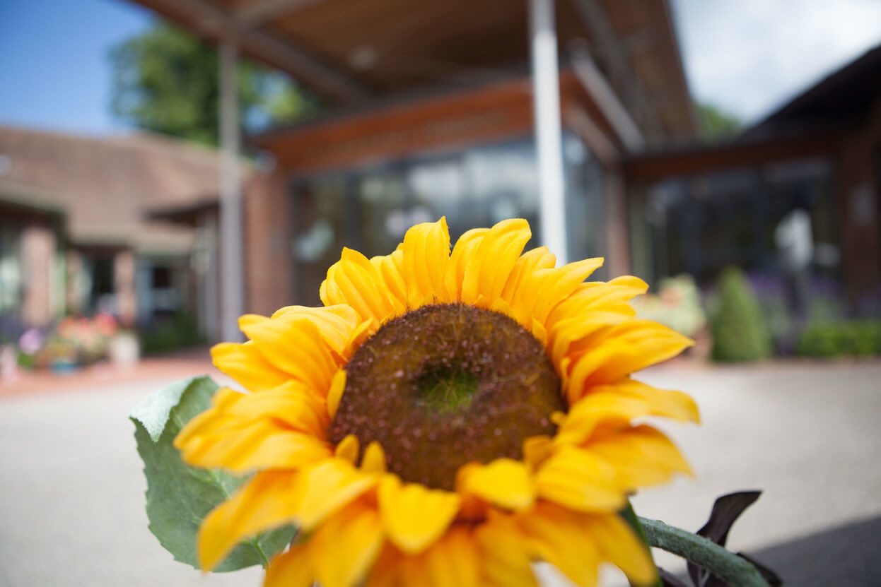 Sunflower in front of a blurred building